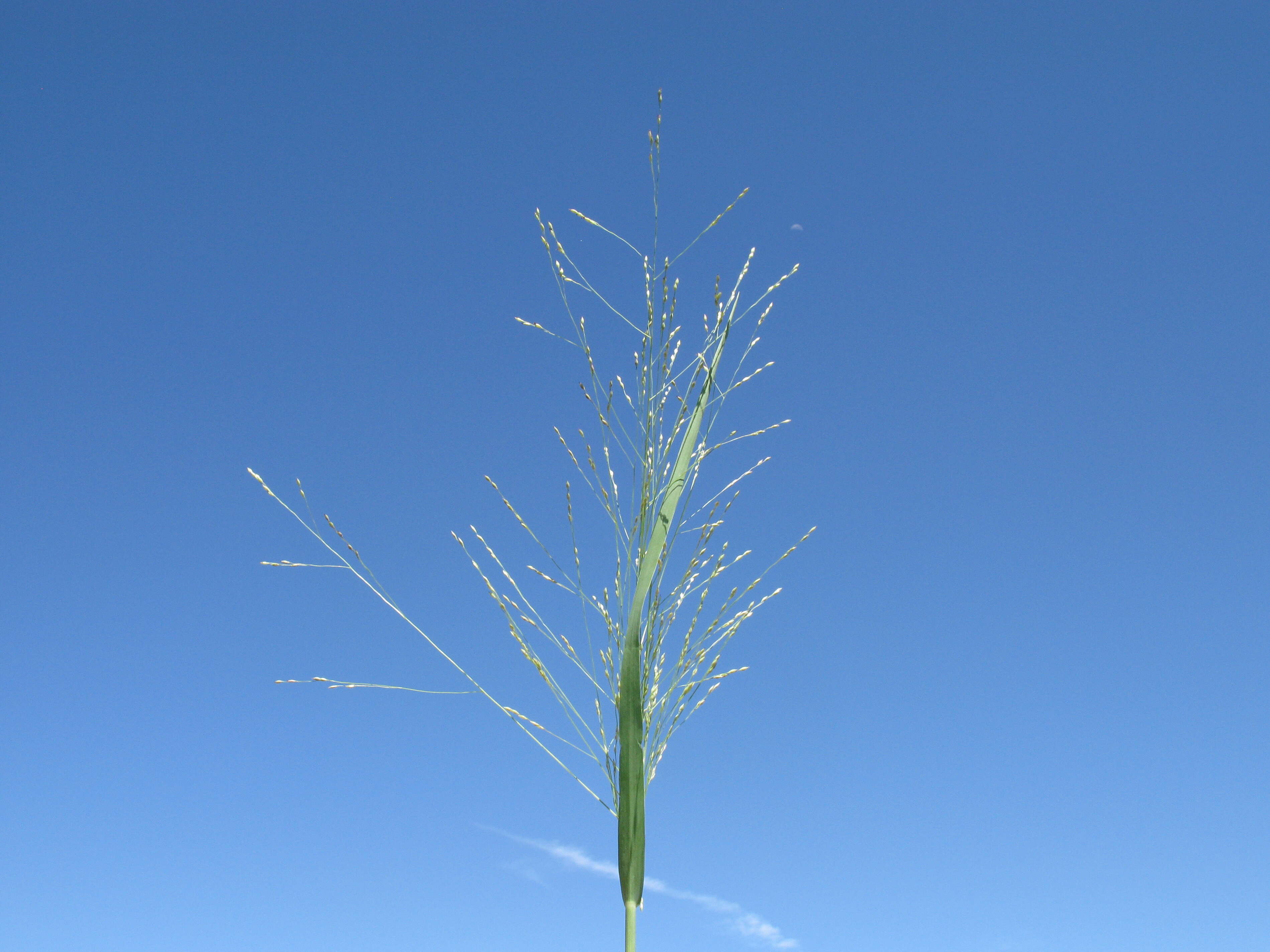 Image of Australian millet