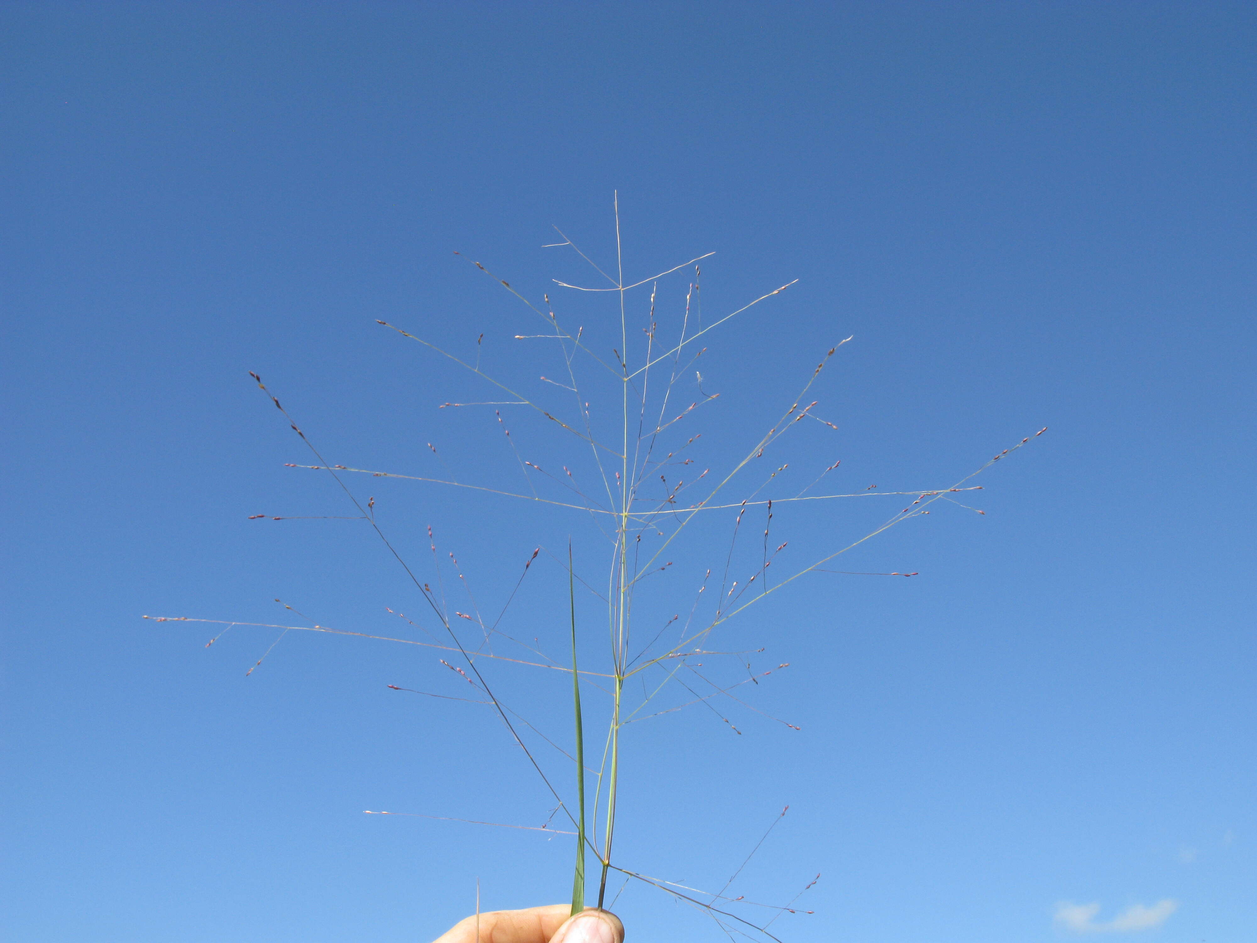 Image of Australian millet