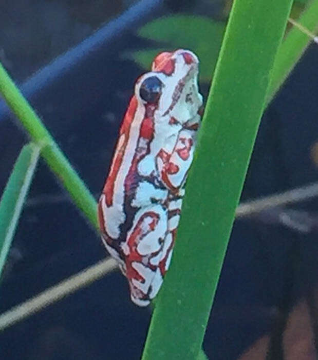 Image of Angolan Reed Frog