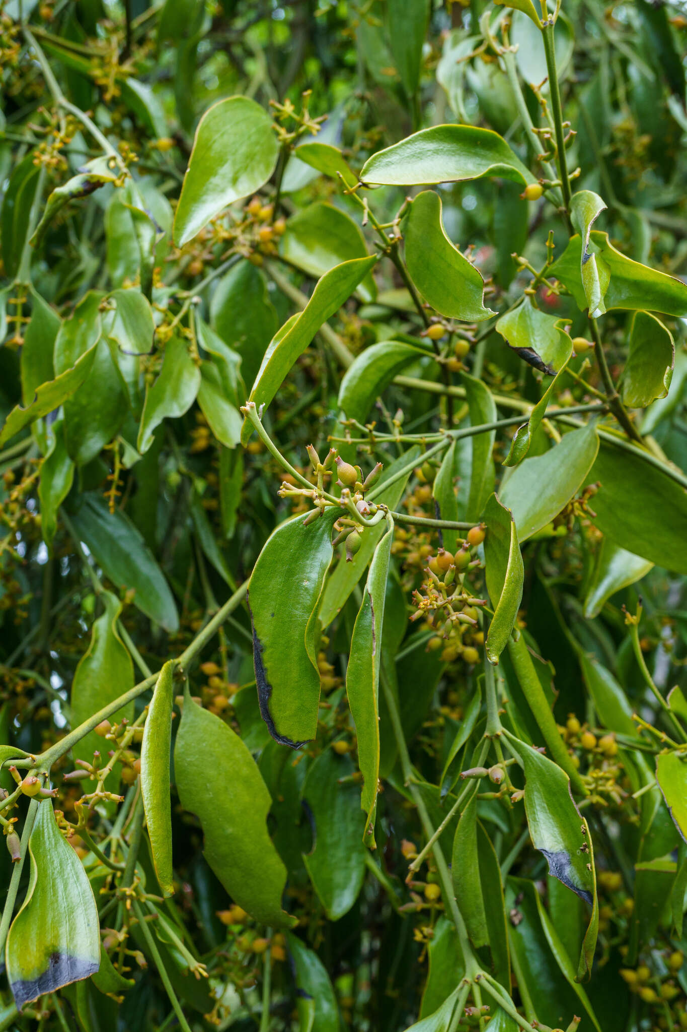 Image of Notothixos cornifolius Oliver