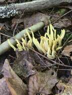 Clavulinopsis fusiformis (Sowerby) Corner 1950 resmi