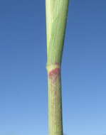 Image of Australian millet