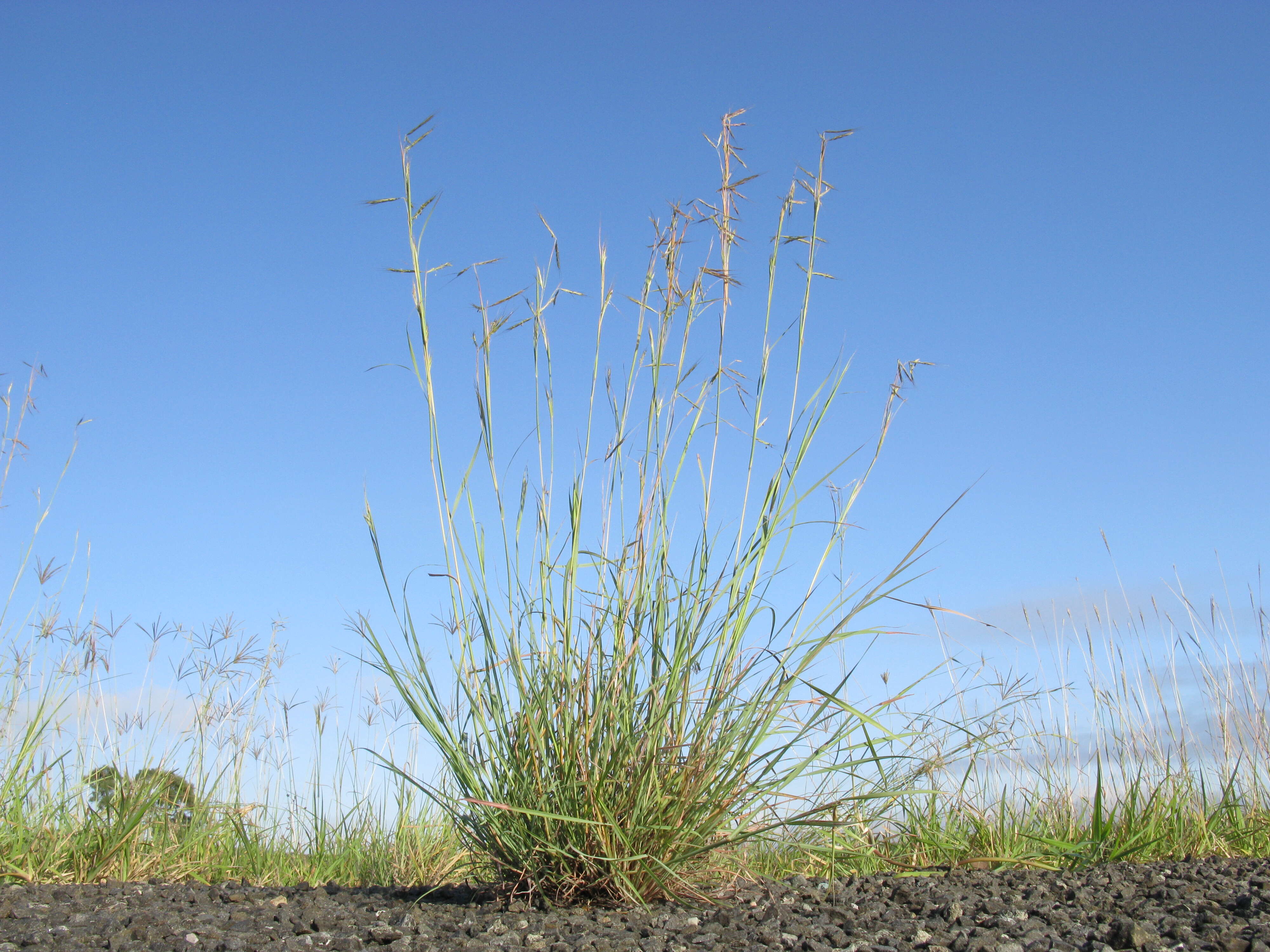 Plancia ëd Hyparrhenia hirta (L.) Stapf