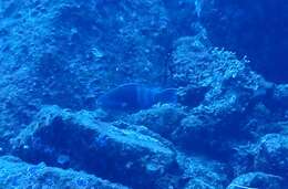 Image of Eclipse parrotfish