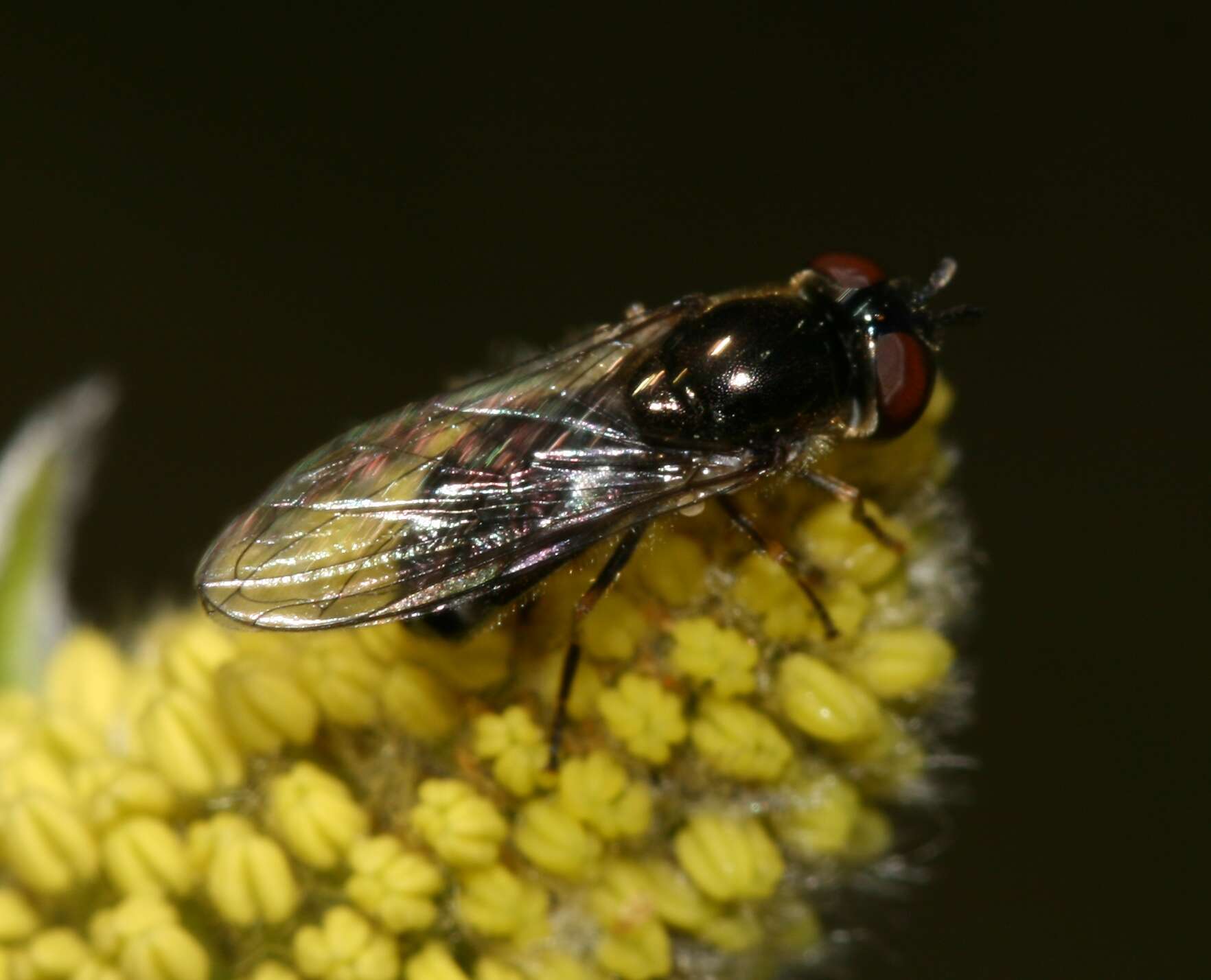 Image of Platycheirus discimanus (Loew 1871)