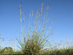 Image of thatching grass