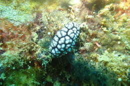 Image of Lumpy black and grey slug