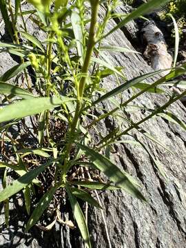 Image of Solidago simplex var. racemosa (E. Greene) G. S. Ringius