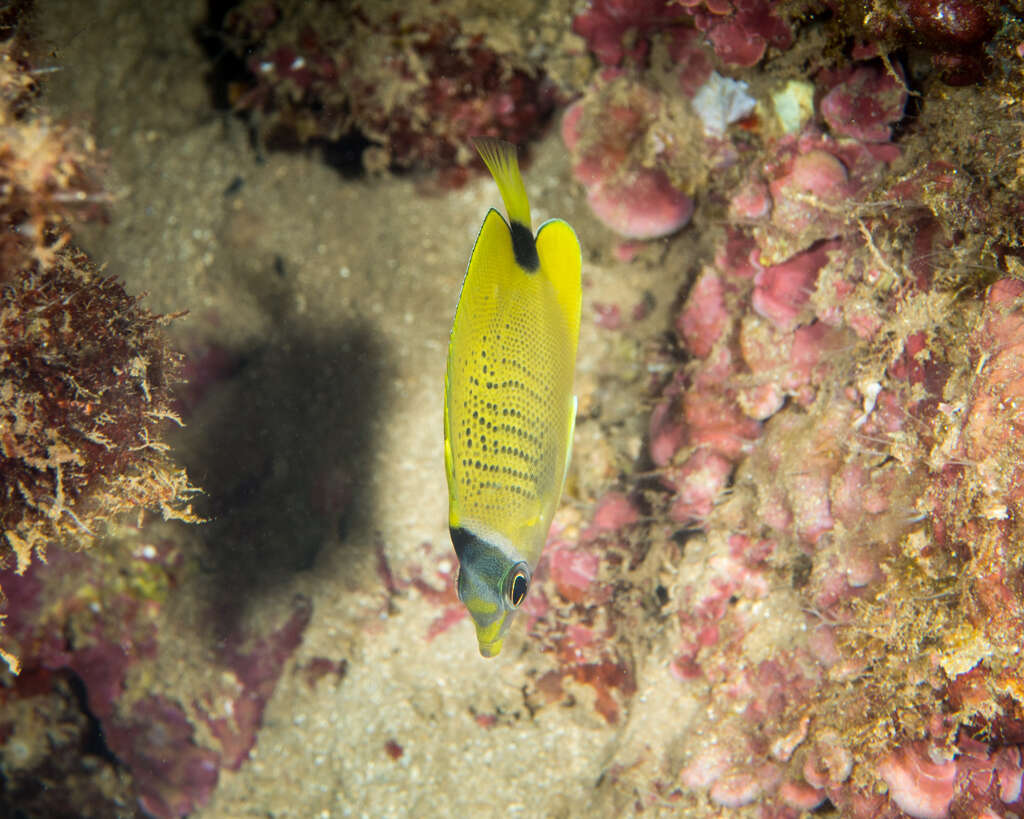 Image of Lemon Butterflyfish