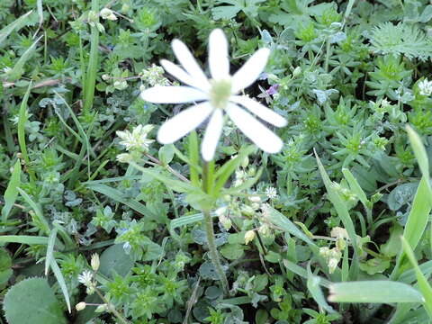 Anemone berlandieri Pritz. resmi