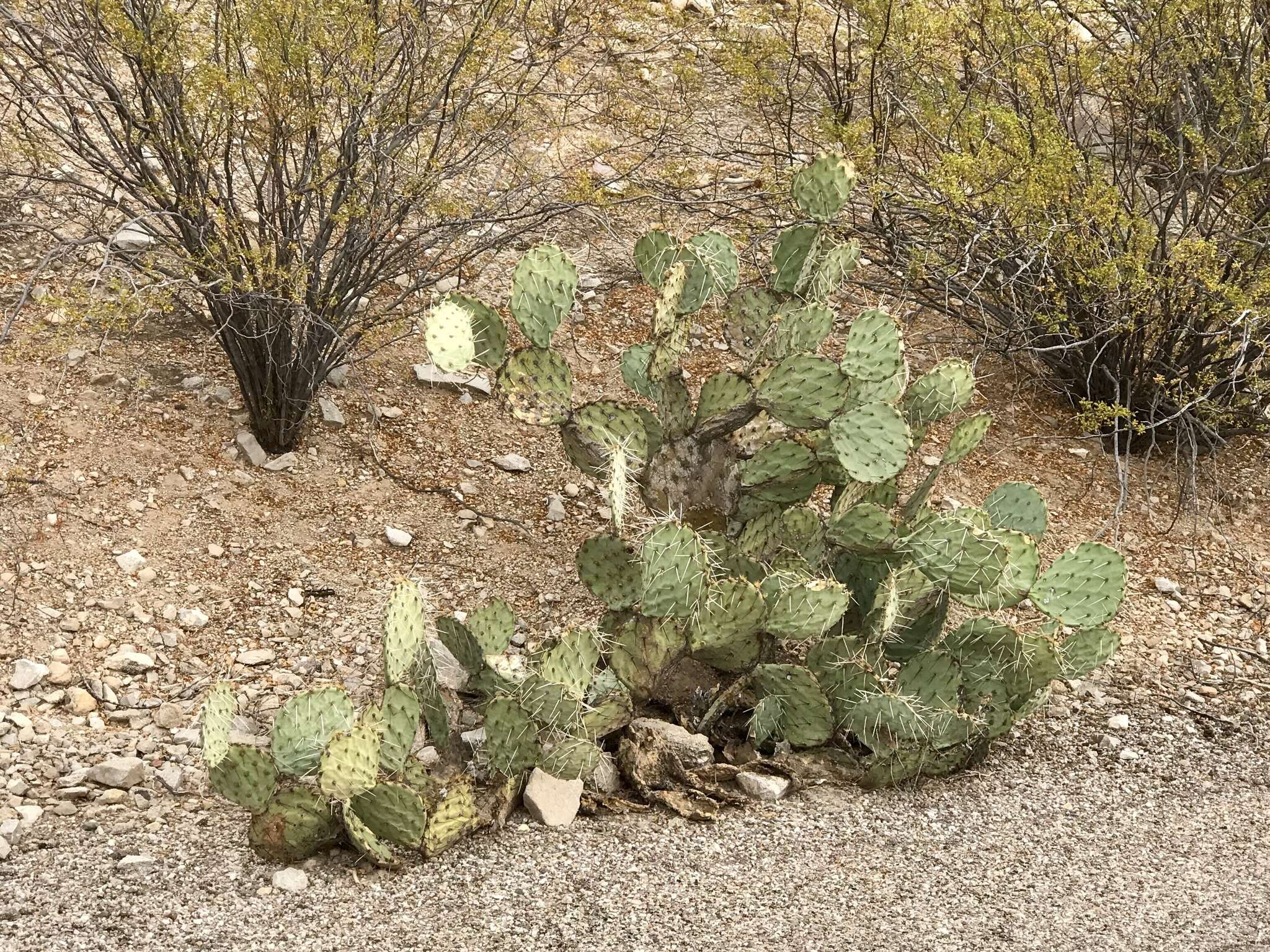 Image of cactus apple