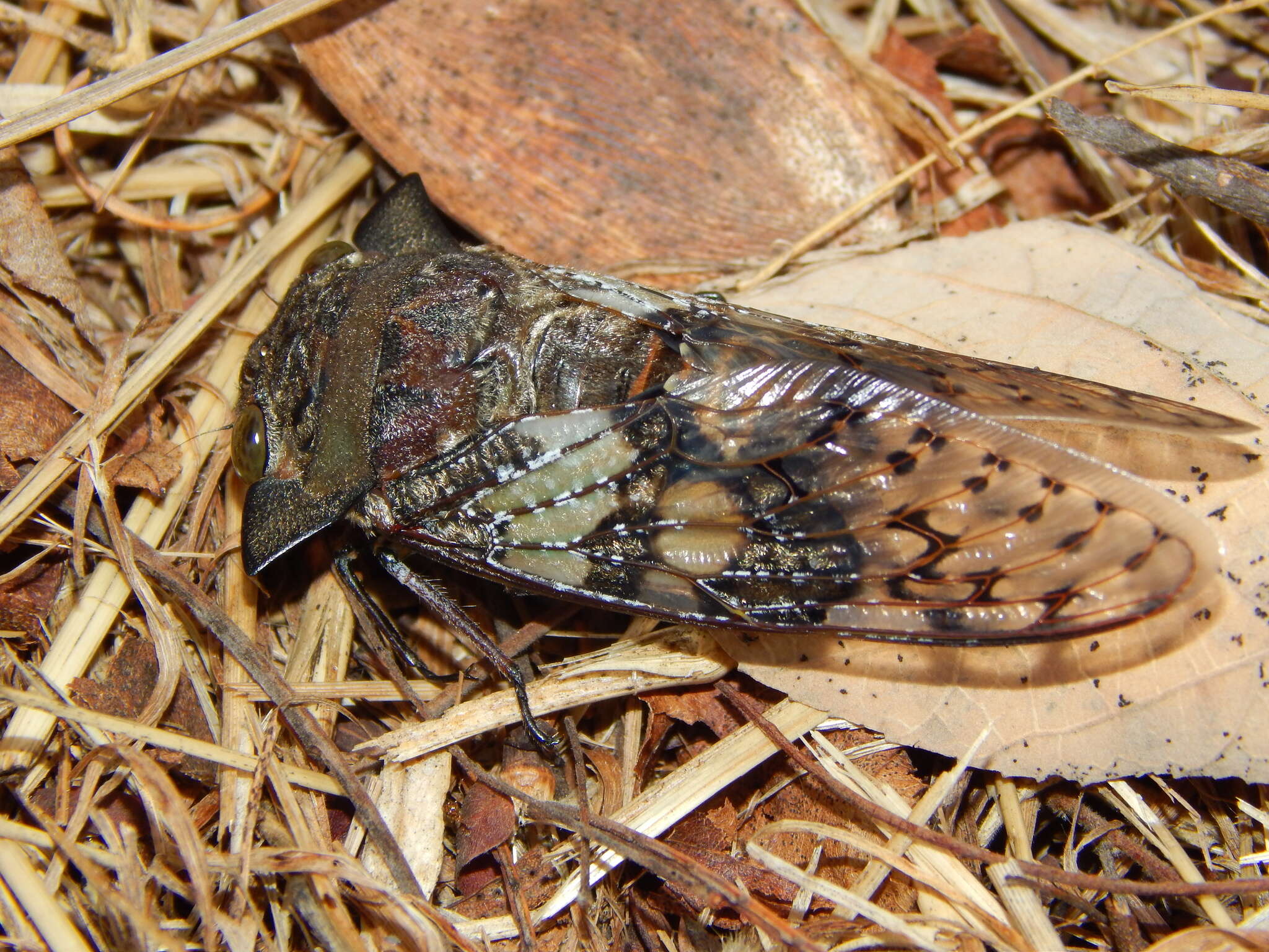 Image of Ioba leopardina (Distant 1881)