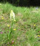 Image of meadow death camas