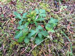 Image of Pacific blacksnakeroot