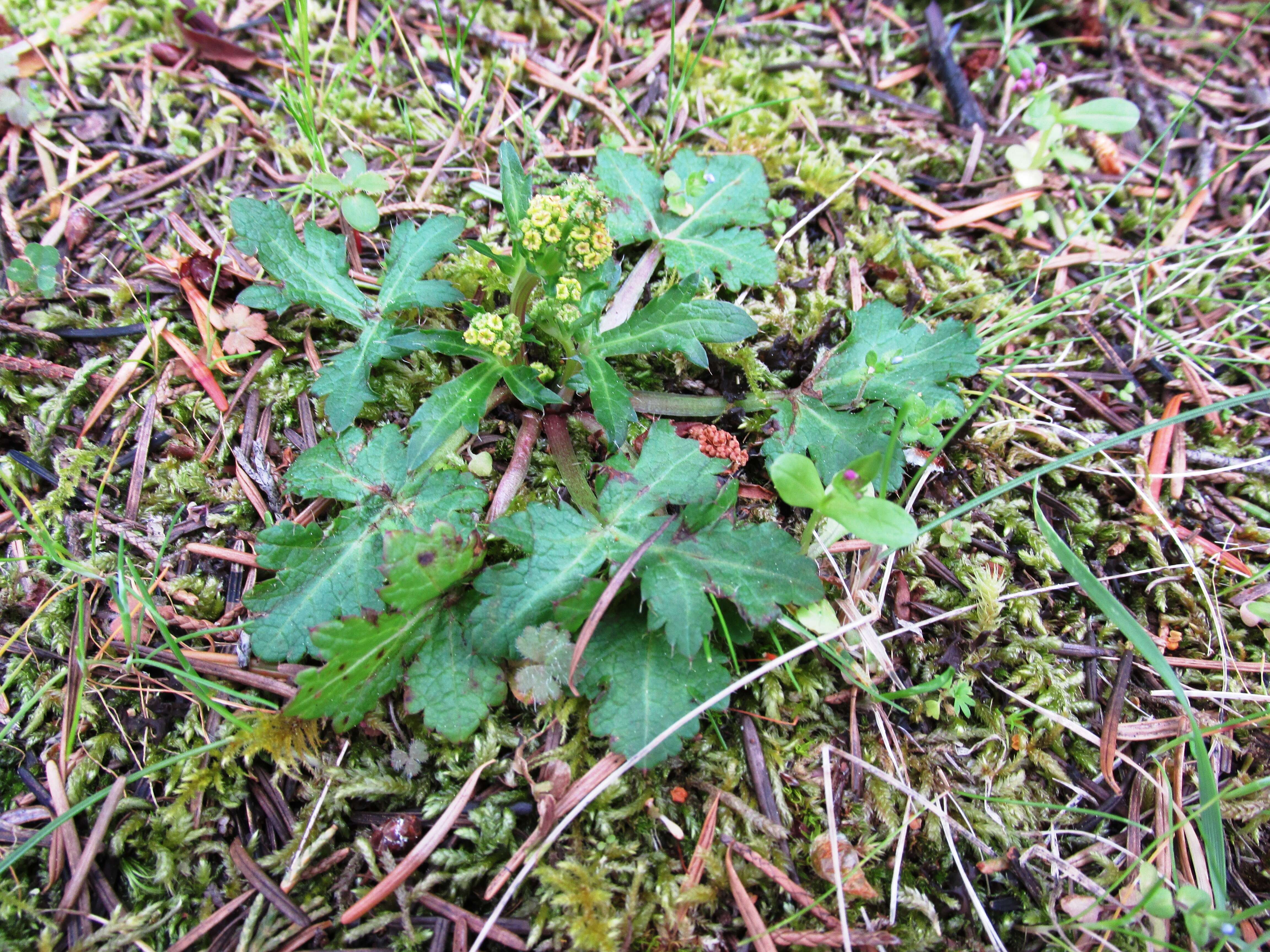 Image of Pacific blacksnakeroot