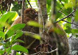 Image of Woolly Lemur