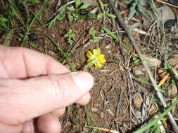 Sivun Ranunculus bullatus subsp. bullatus kuva