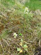 Imagem de Micranthes integrifolia (Hook.) Small