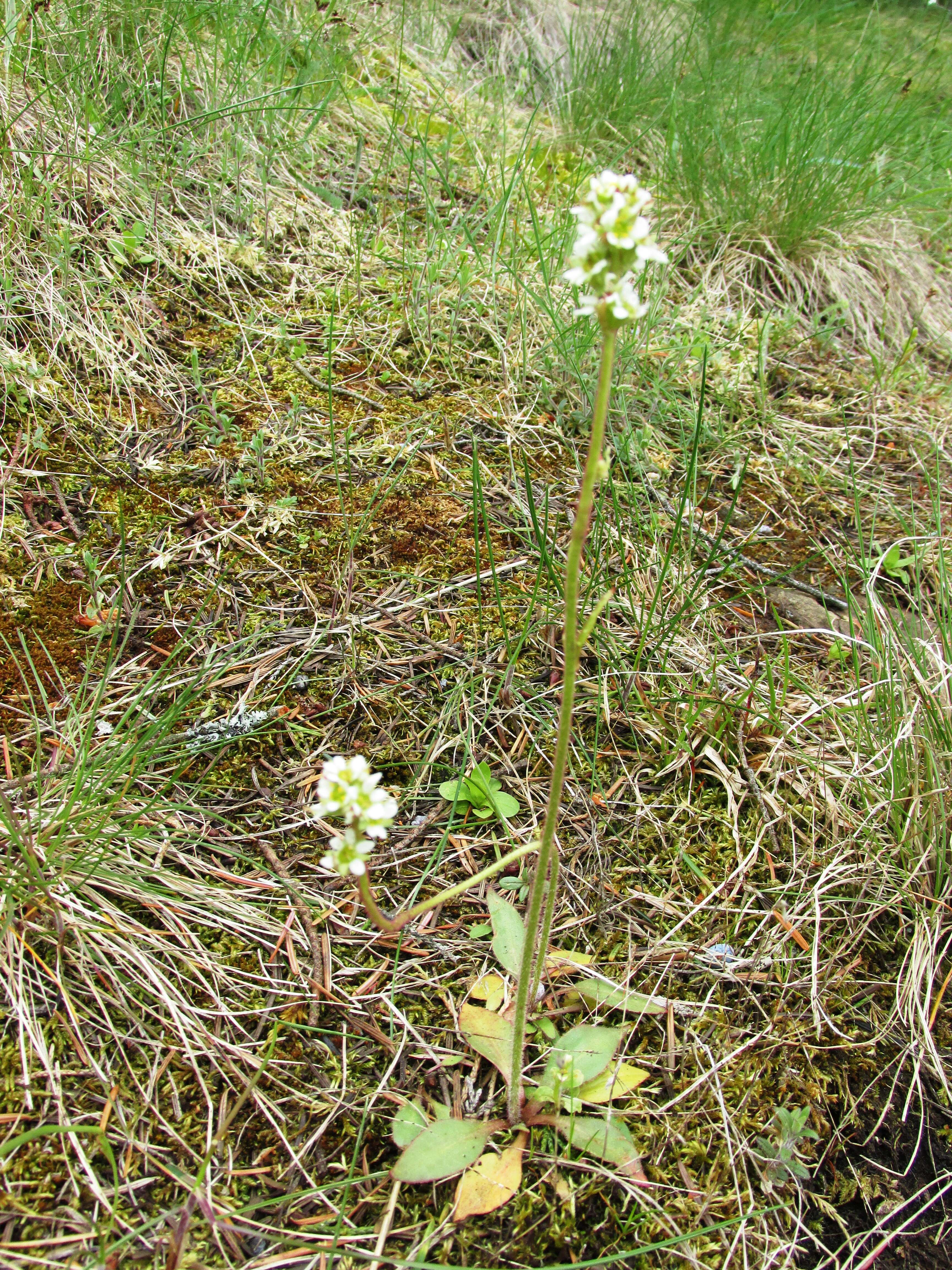 Imagem de Micranthes integrifolia (Hook.) Small