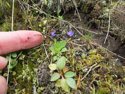 Image of maiden blue eyed Mary