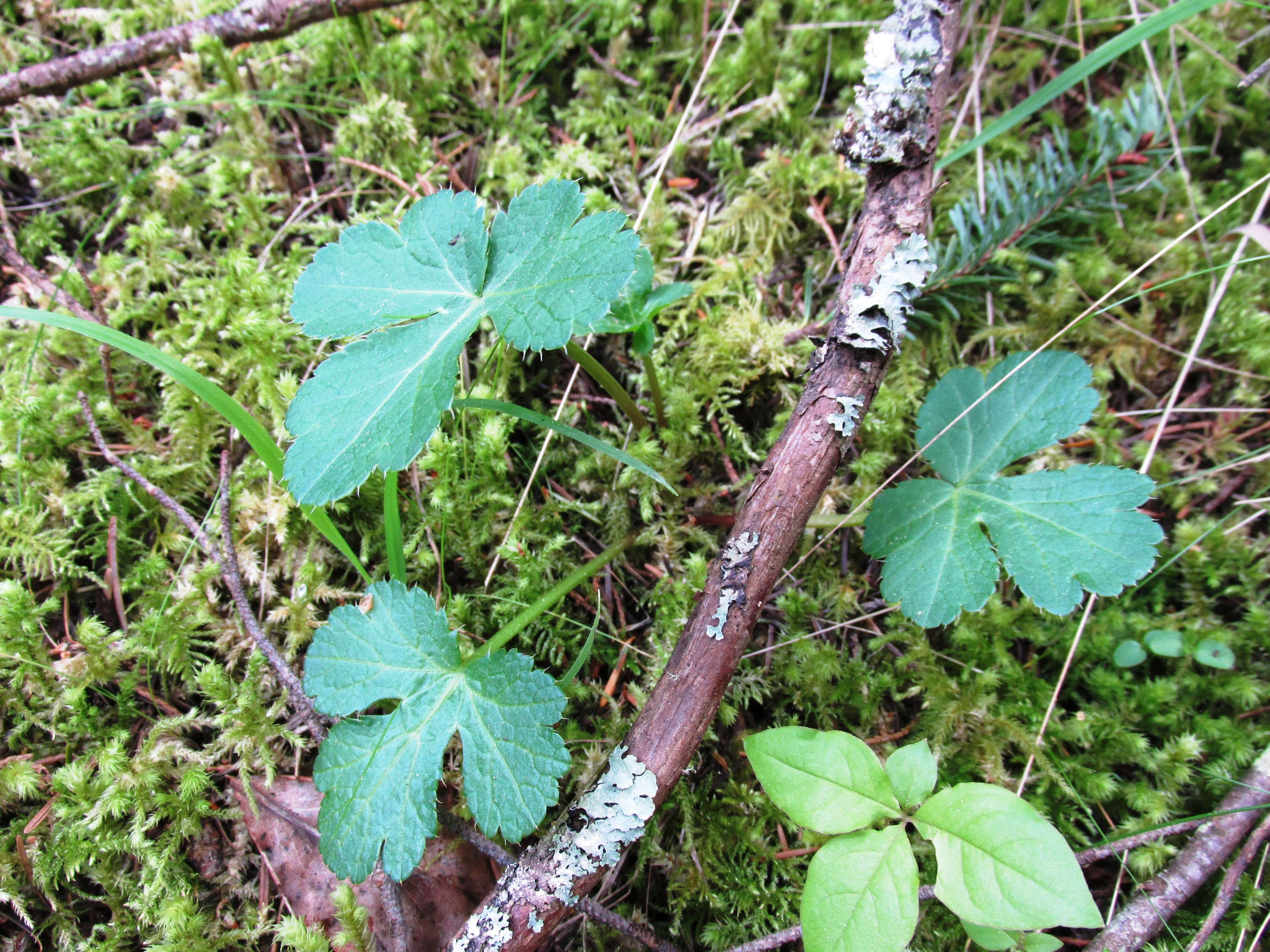 Image of Pacific blacksnakeroot