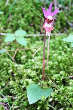 Image of calypso orchid