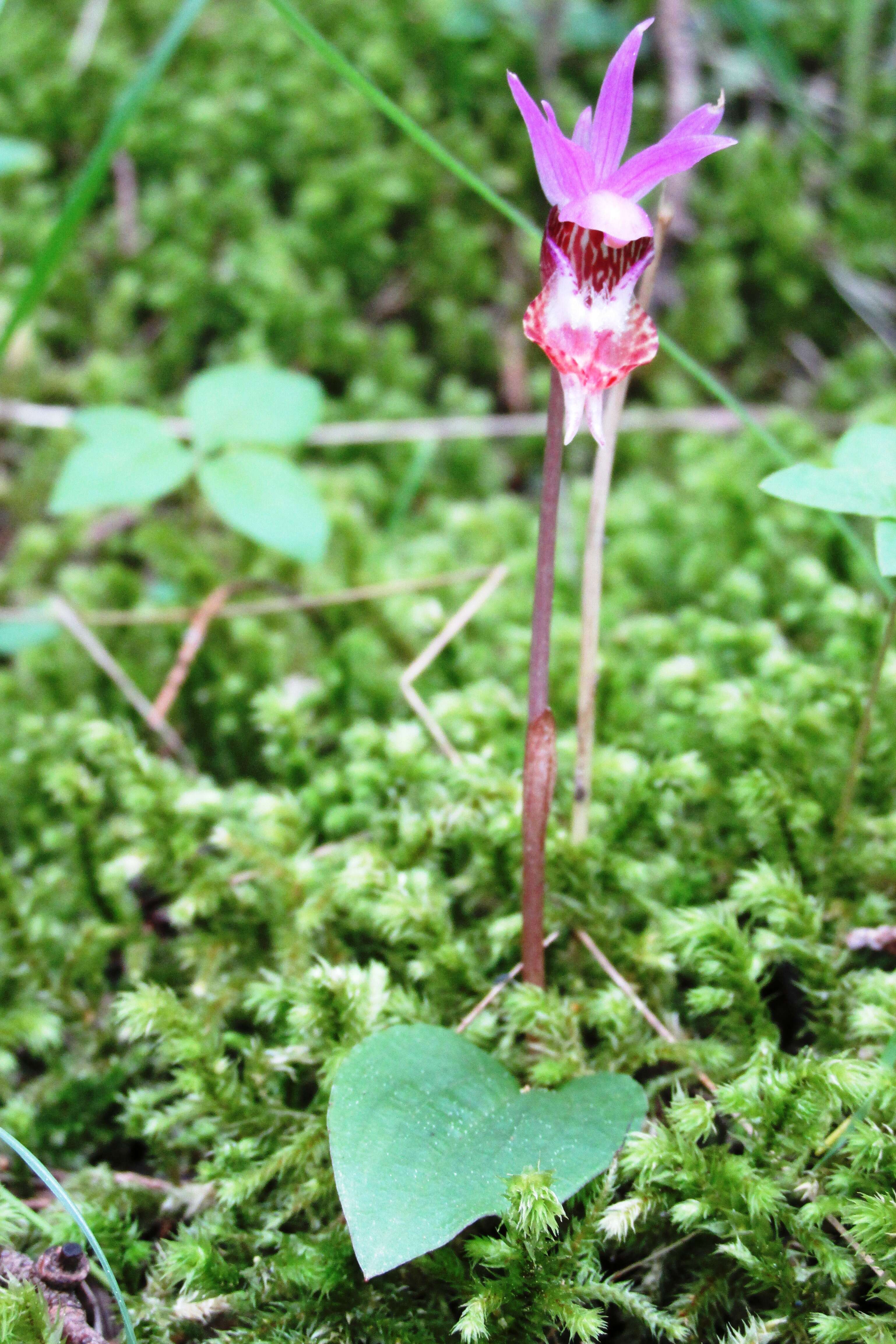 Image of calypso orchid