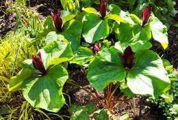 Imagem de Trillium chloropetalum (Torr.) Howell