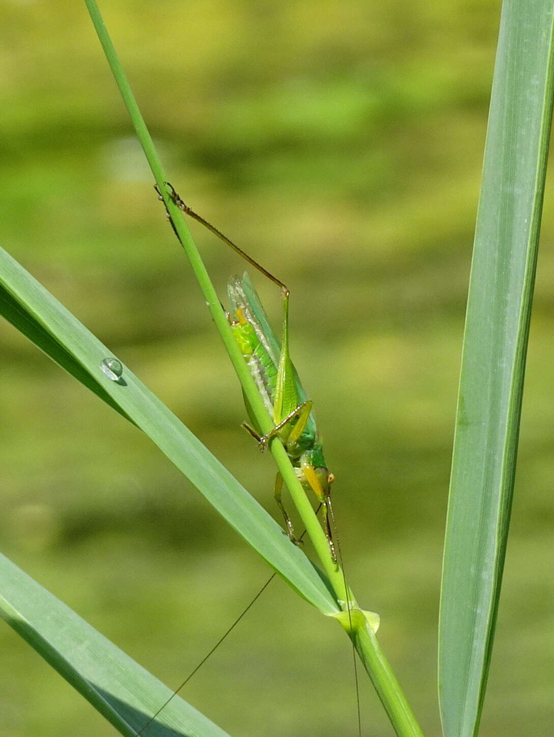 Image of Black-legged Meadow Katydid