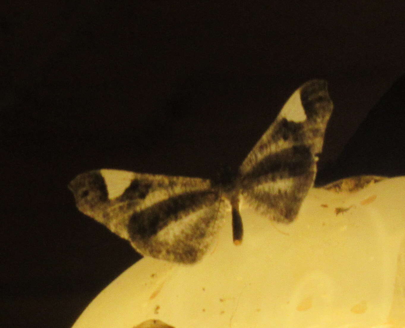 Image of Macrosoma heliconiaria Guenée 1857