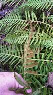 Image of licorice fern