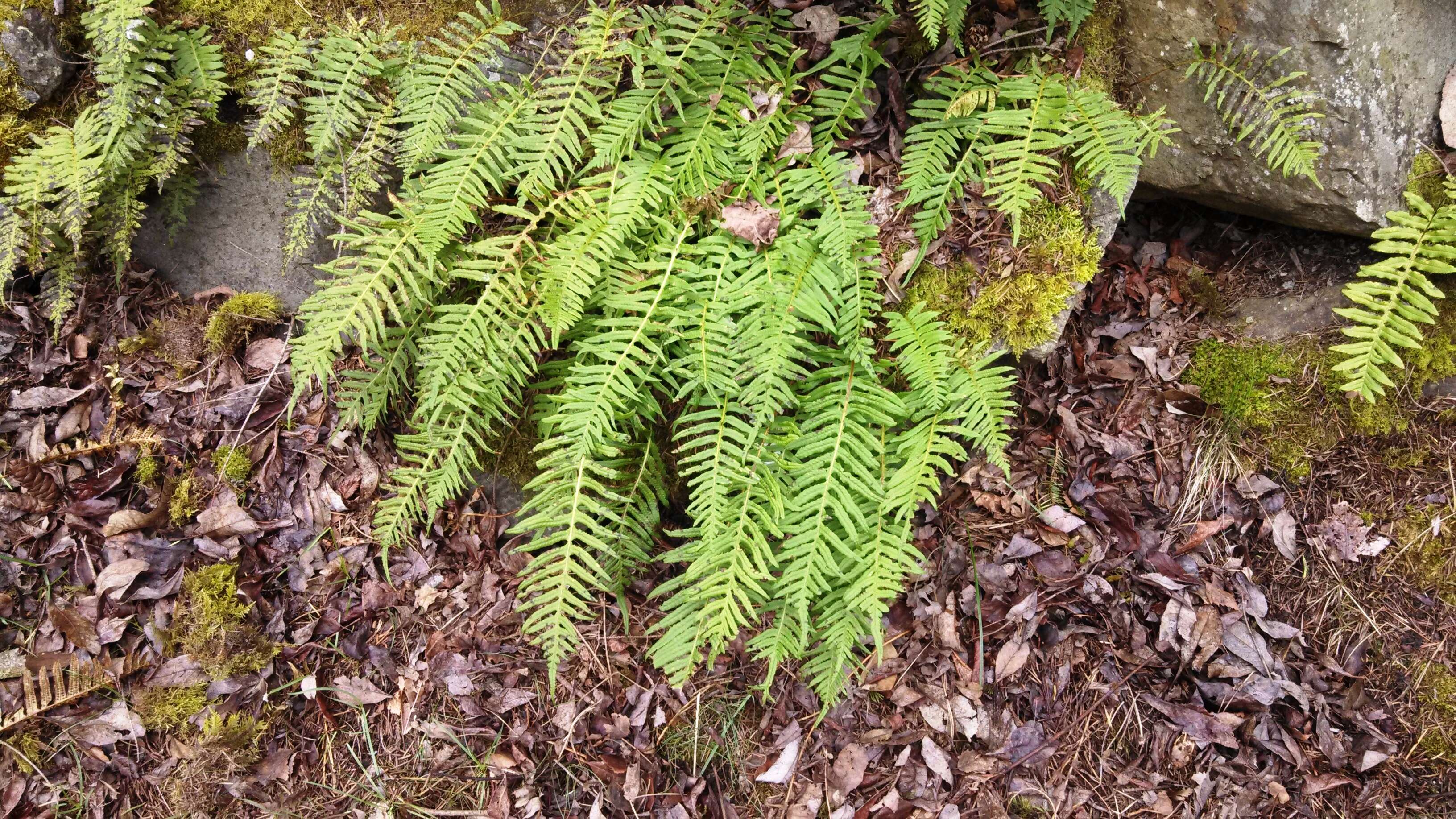 Image of licorice fern