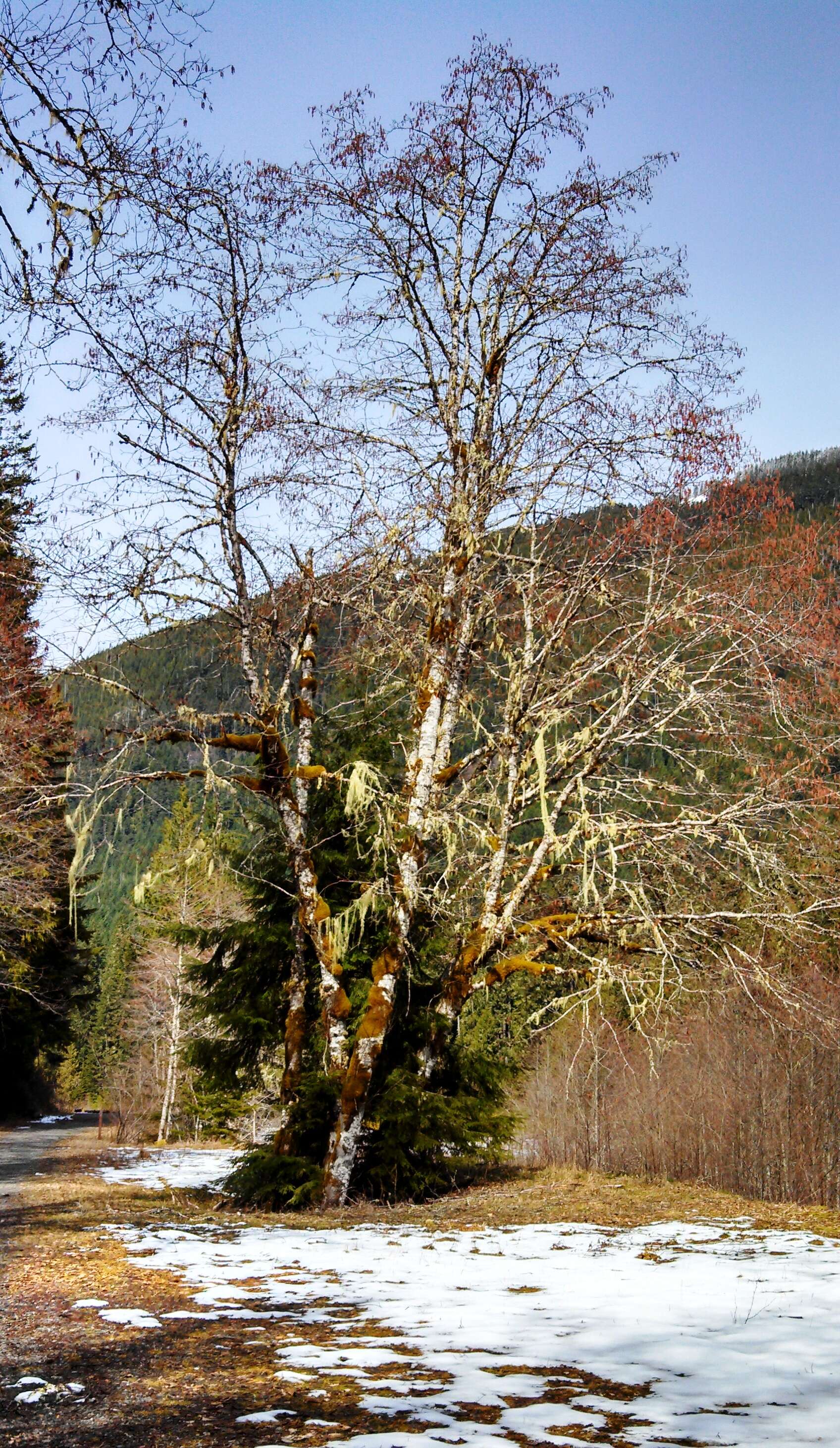 Image of Oregon Alder