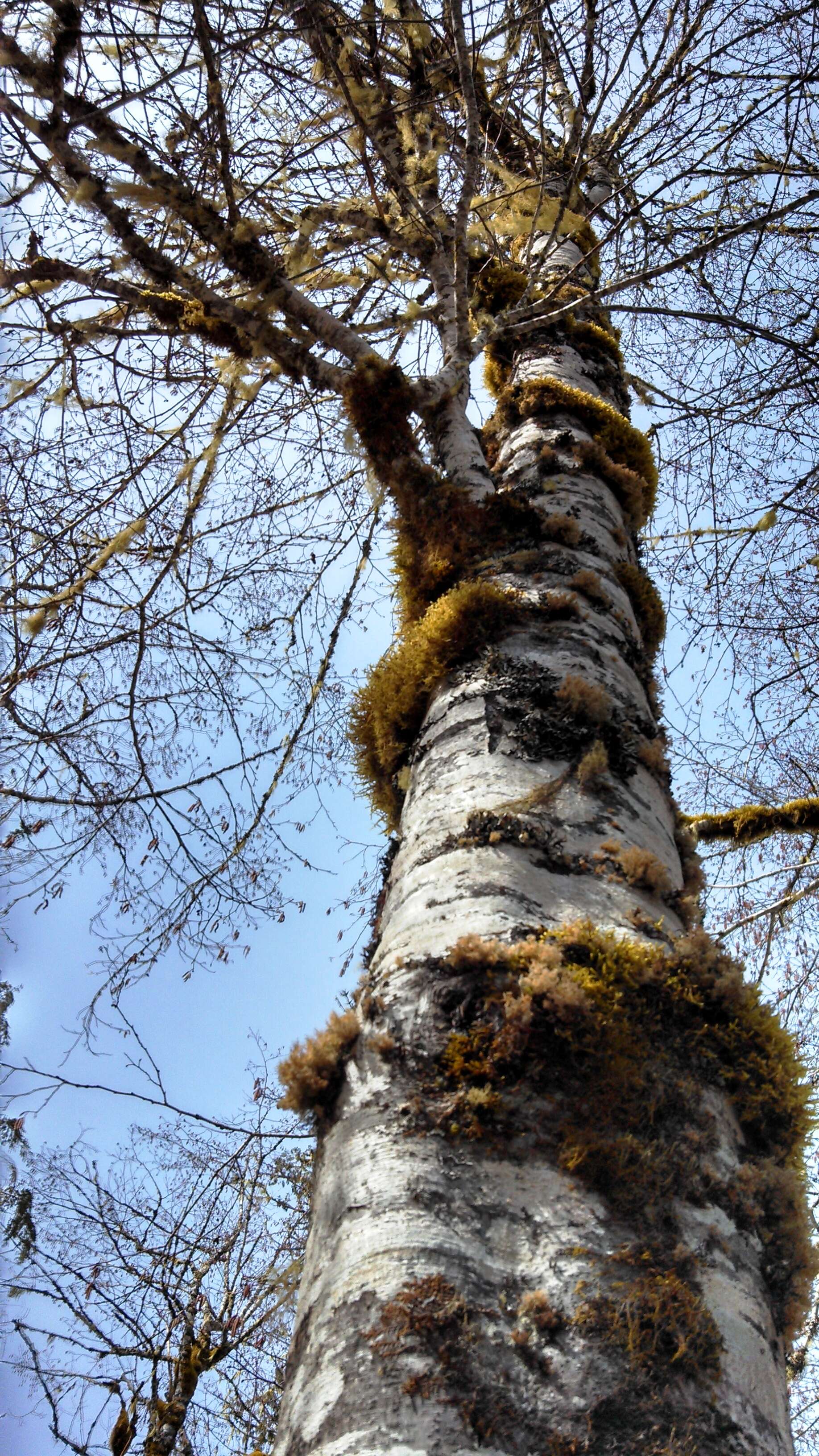 Image of Oregon Alder