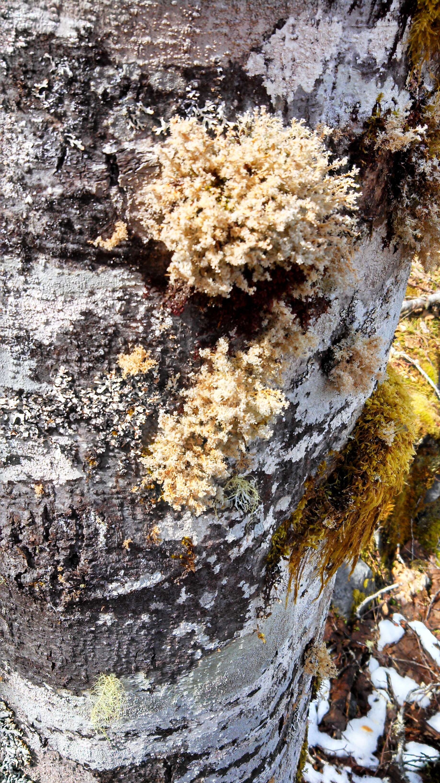 Image of Oregon Alder