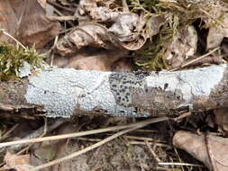 Image de Lecanora carpinea (L.) Vain.