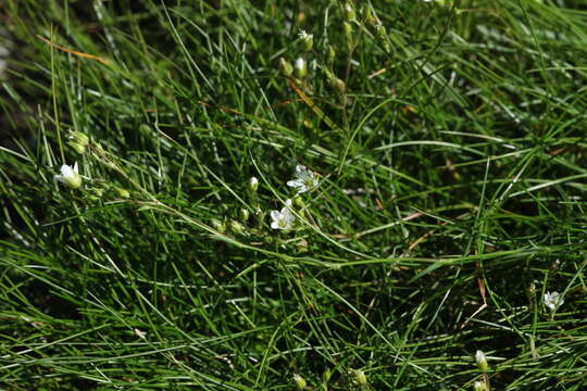 Image of Minuartia hirsuta (M. Bieb.) Hand.-Mazz.