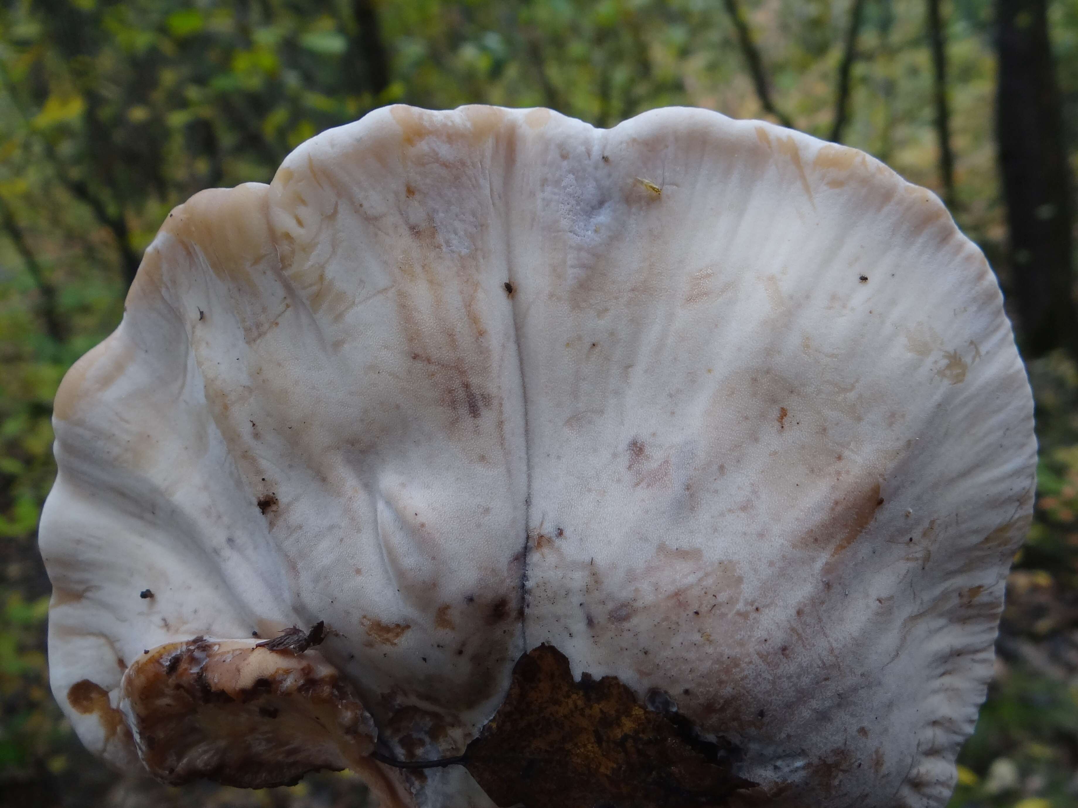 Image of Late fall polypore