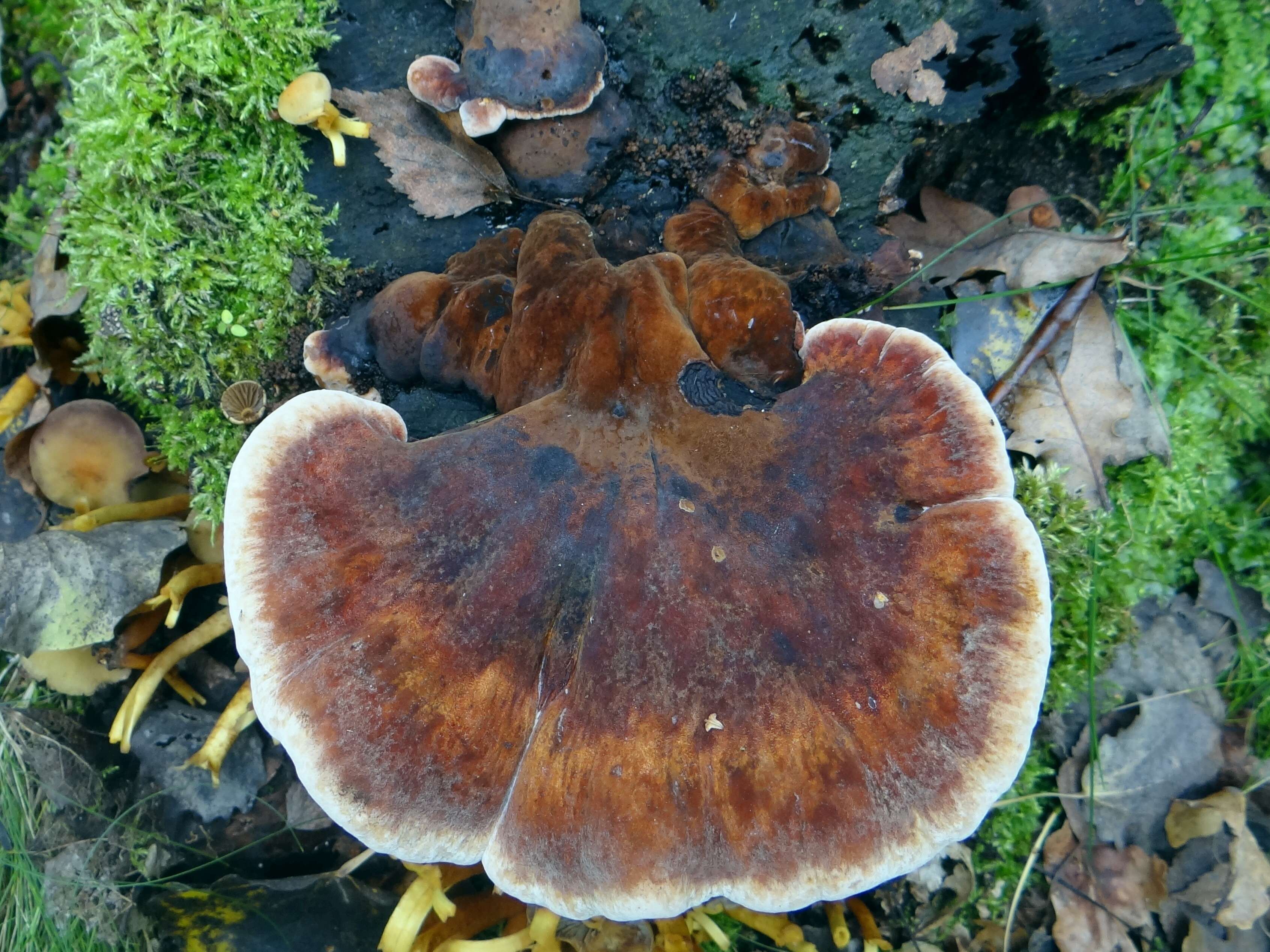 Image of Late fall polypore