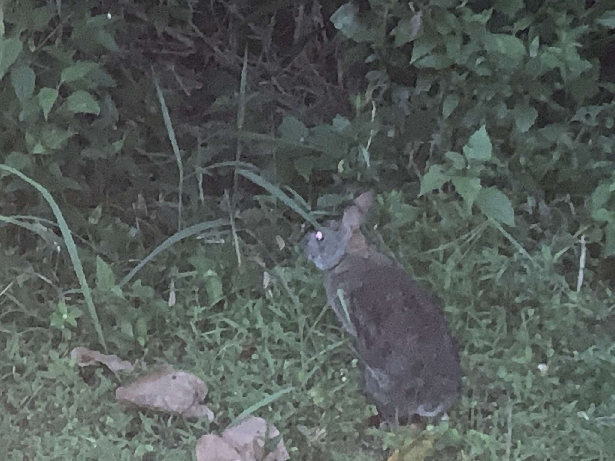 Image of Bunyoro Rabbit
