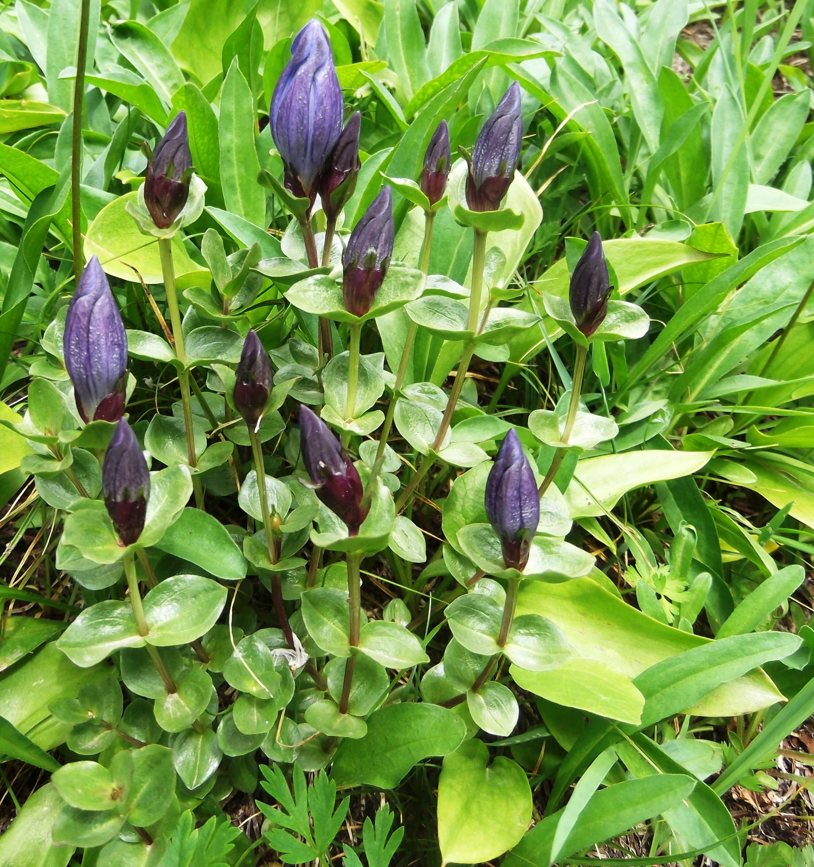 Image of Bog Gentian