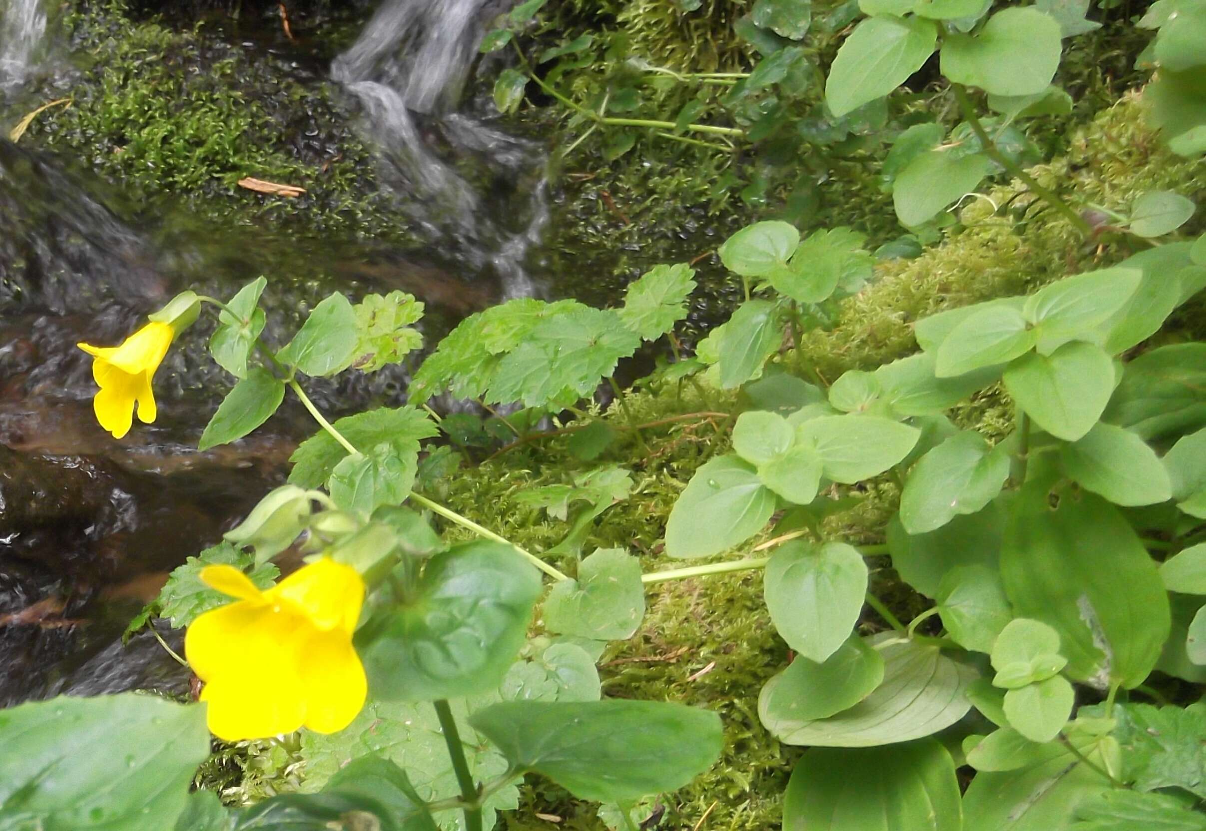 Image of Erythranthe guttata (DC.) G. L. Nesom