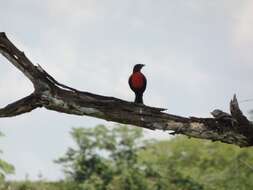 Leistes militaris (Linnaeus 1758) resmi