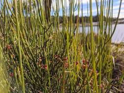 Image de Leptomeria drupacea (Labill.) Druce