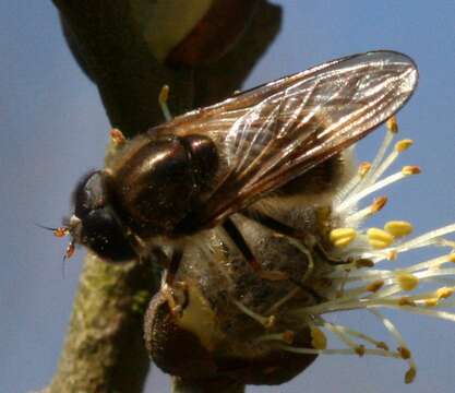 Image of Cheilosia albipila Meigen 1838