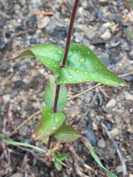 Image of serrulate penstemon