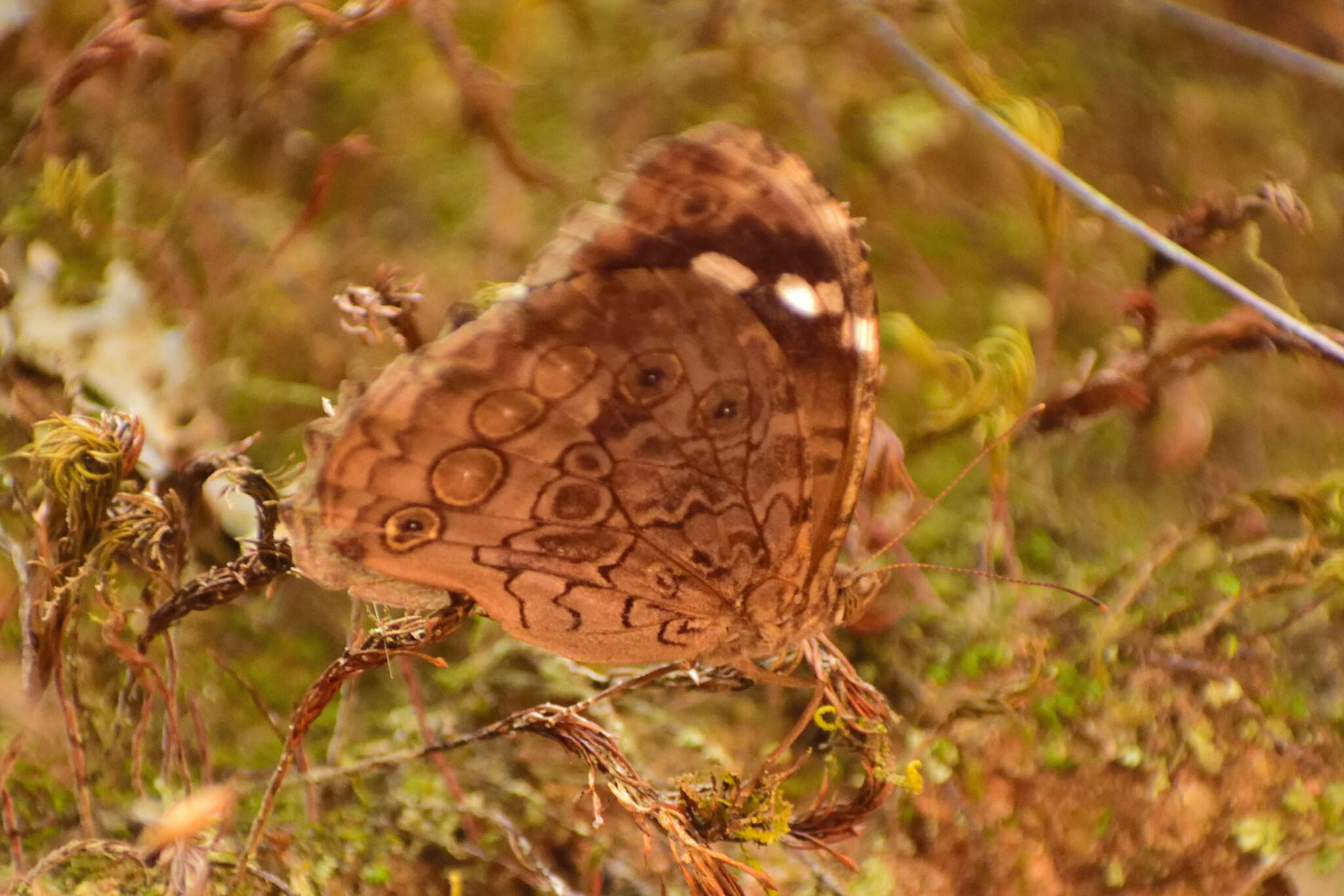 Image of Manataria maculata Hopffer 1874