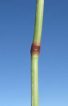 Image of feather fingergrass