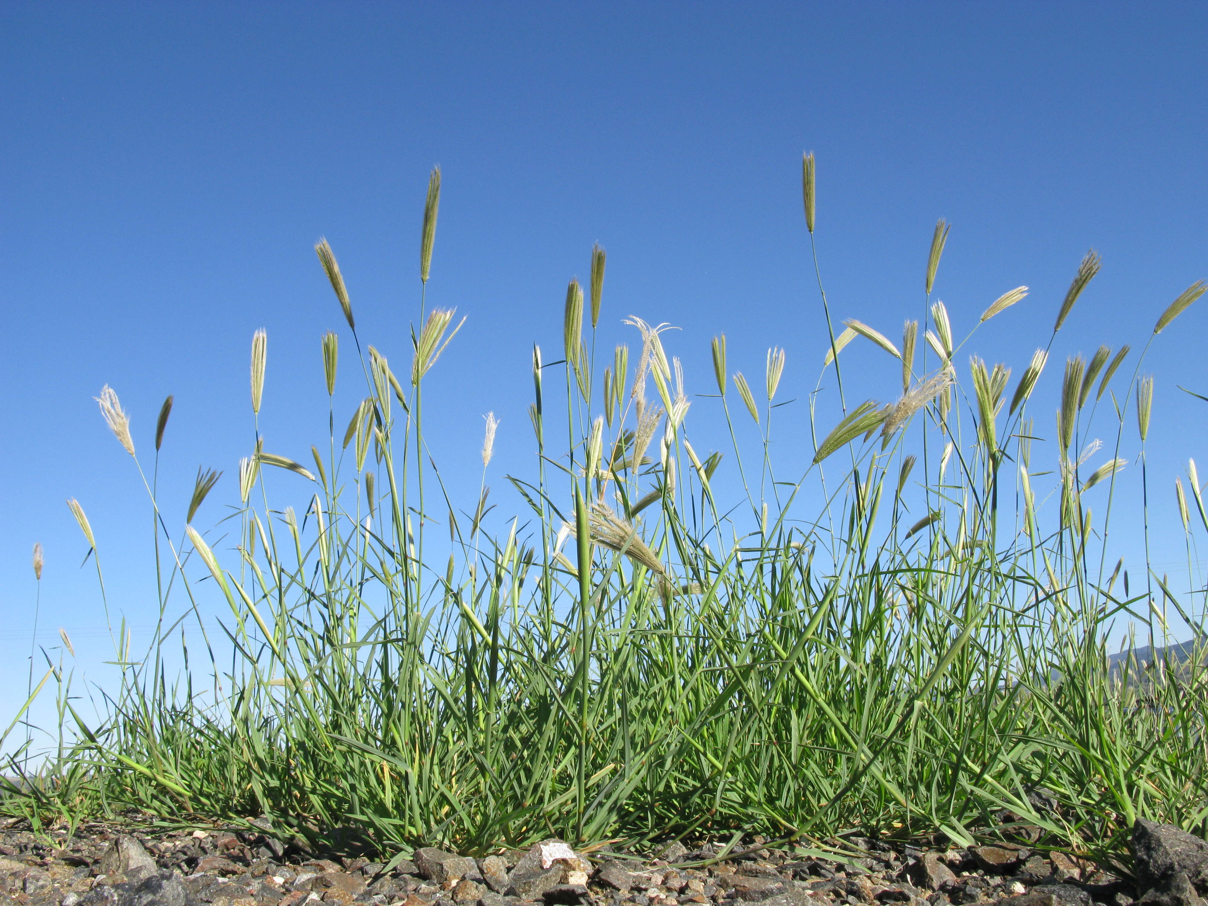 Image of feather fingergrass