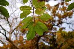 Image of Carolina False Buckthorn